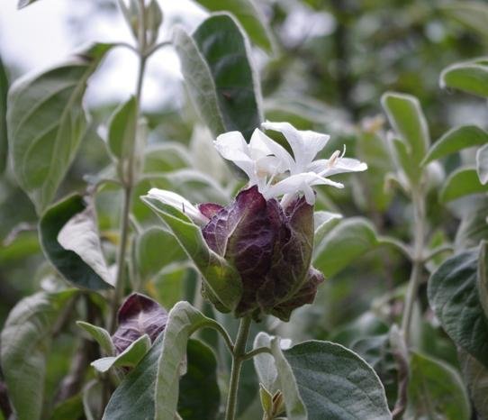 Barleria albostellata