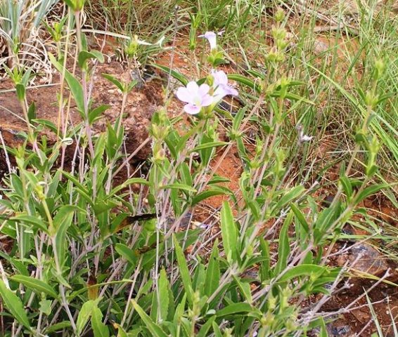 Barleria lancifolia near Broederstroom in Gauteng