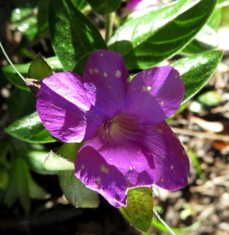 Barleria