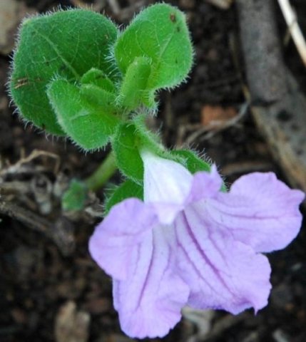 Barleria ovata