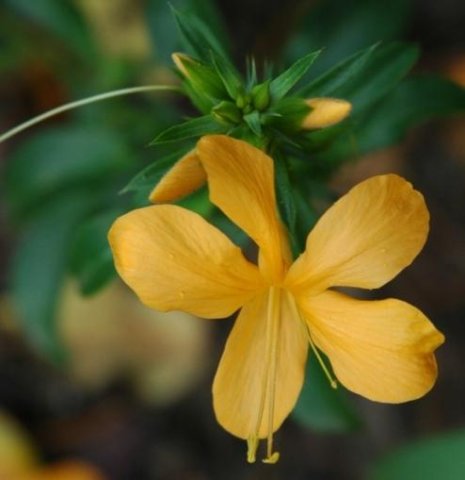 Barleria prionitis subsp. delagoensis