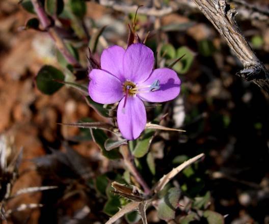 Barleria pungens flower
