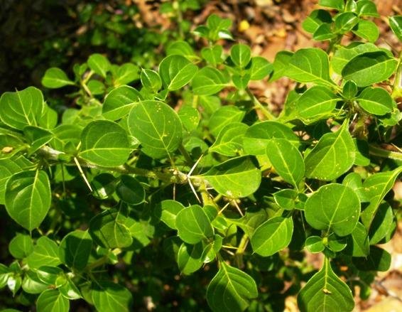 Barleria rotundifolia