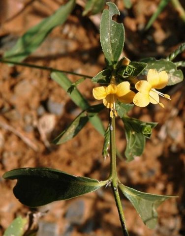 Barleria senensis