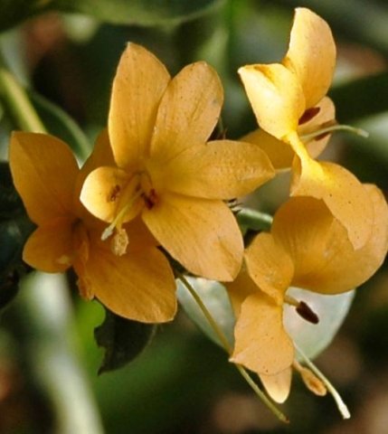 Barleria senensis