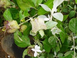 Barleria albostellata leaves changing colour
