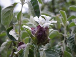 Barleria albostellata