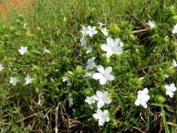 Barleria elegans