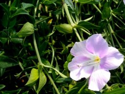 Barleria greenii corolla and some calyces