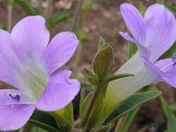 Barleria lancifolia flower