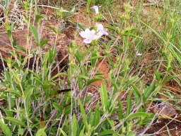 Barleria lancifolia near Broederstroom in Gauteng