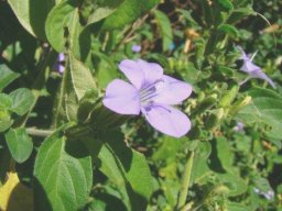 Barleria obtusa flower