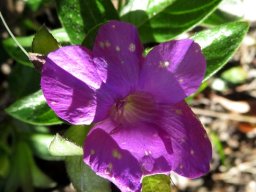Barleria