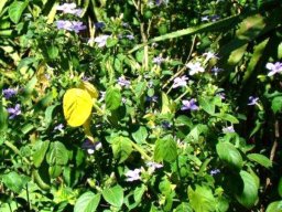 Barleria obtusa