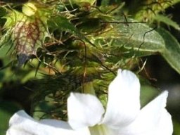 Barleria ovata