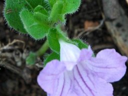 Barleria ovata