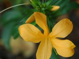 Barleria prionitis subsp. delagoensis