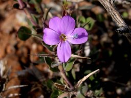 Barleria pungens flower
