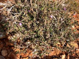 Barleria pungens