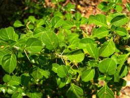 Barleria rotundifolia