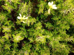 Barleria rotundifolia branches