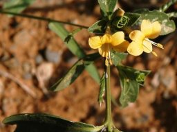 Barleria senensis