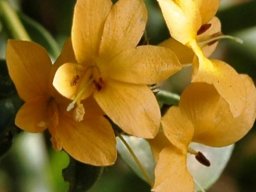 Barleria senensis