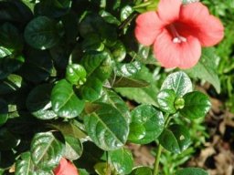 Barleria repens
