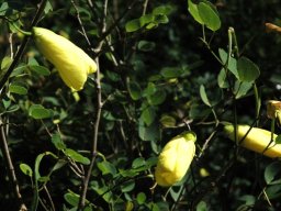 Bauhinia tomentosa flowers