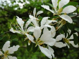 Bauhinia bowkeri flowers