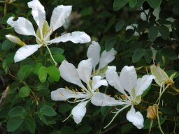 Bauhinia bowkeri flowers
