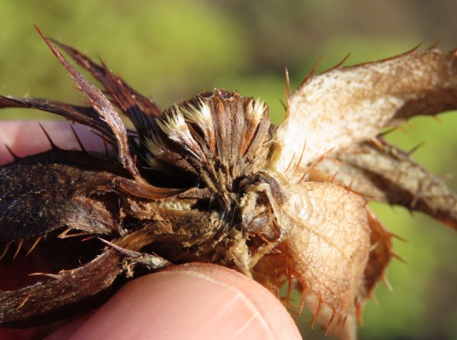 Berkheya cuneata post mortem