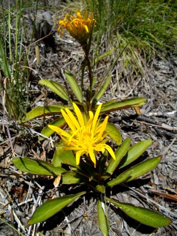 Berkheya herbacea basal leaf tufts
