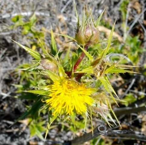 Berkheya onobromoides with flowerhead and more to come
