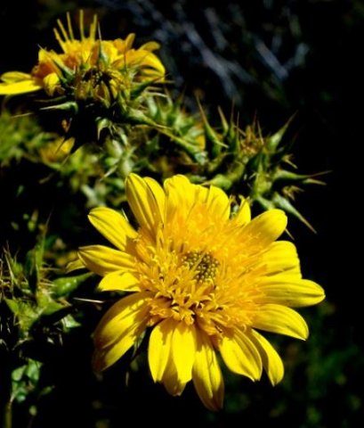 Berkheya spinosa flower