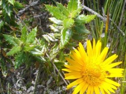 Berkheya barbata