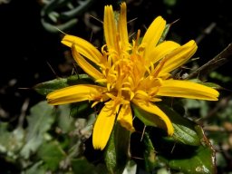Berkheya fruticosa flowerhead