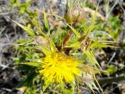 Berkheya onobromoides with flowerhead and more to come
