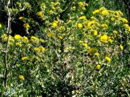 Berkheya spinosa