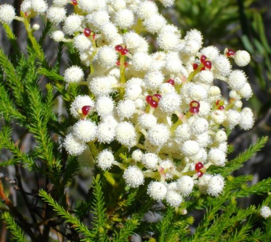 Berzelia abrotanoides