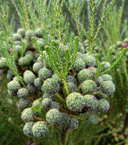 Berzelia commutata