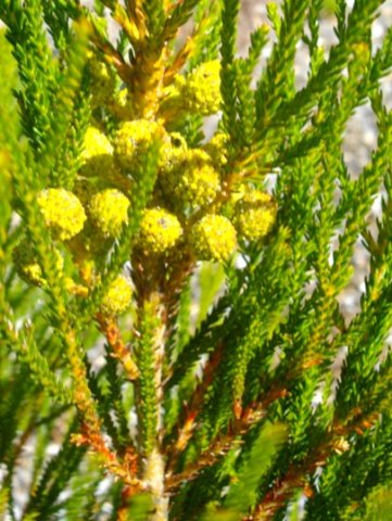 Berzelia intermedia