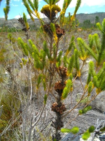 Berzelia albiflora storing seeds until the fire comes