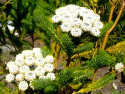 Berzelia albiflora in bloom