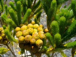 Berzelia albiflora with soft green leaves