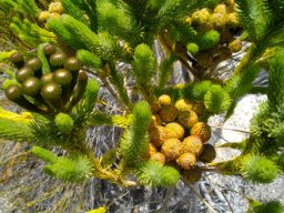 Berzelia albiflora preparing to flower and to fruit 