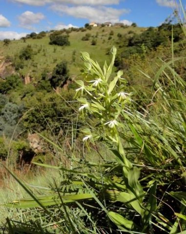 Bonatea boltonii