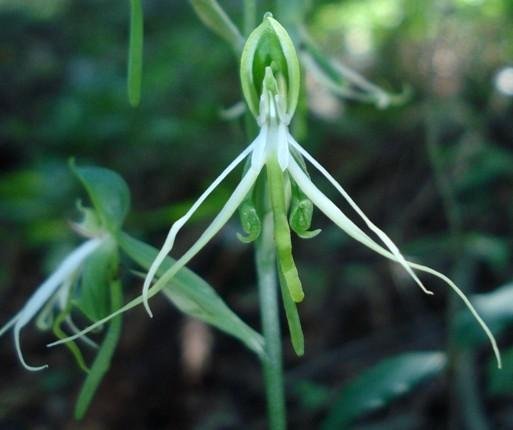 Bonatea saundersioides flowers