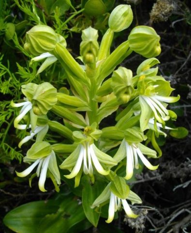 Bonatea speciosa