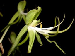 Bonatea antennifera flower